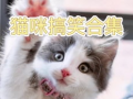小猫搞笑视频,小猫萌态逗翻网友